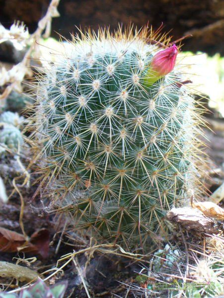 A photo of Mammillaria nunezii