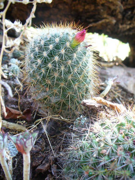 A photo of Mammillaria nunezii