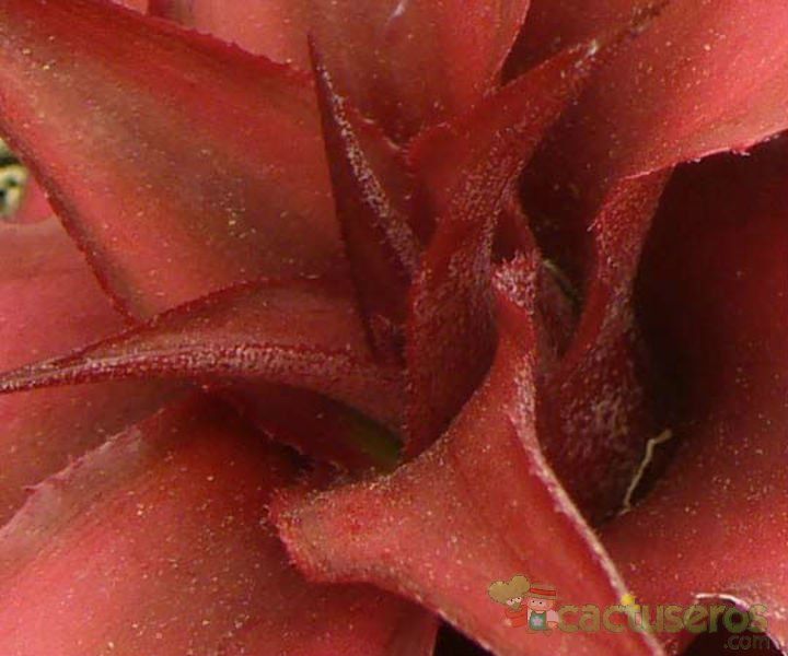 Una foto de Cryptanthus acaulis