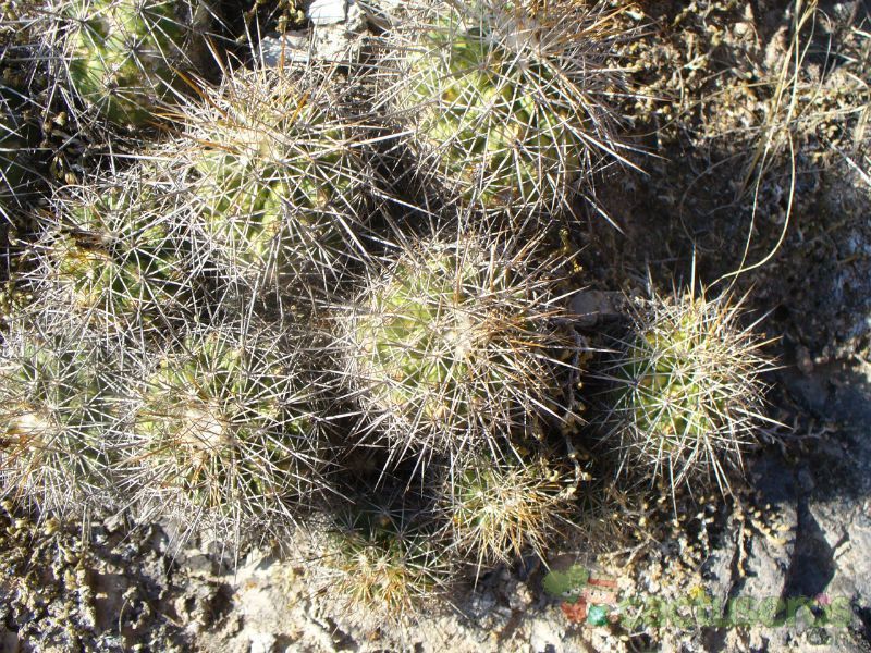 A photo of Turbinicarpus horripilus
