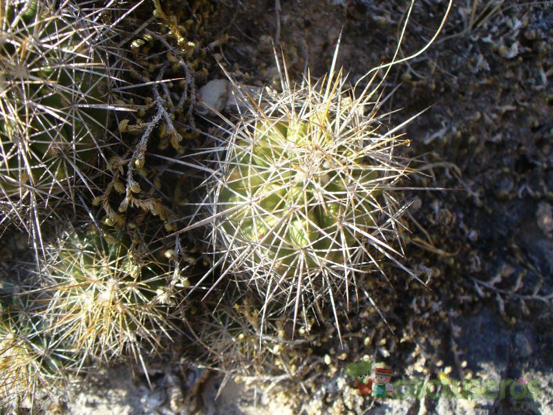 A photo of Turbinicarpus horripilus