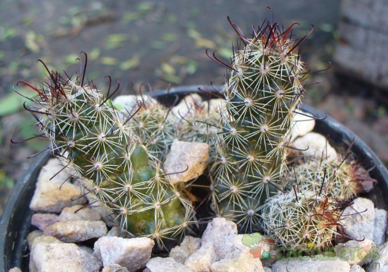 A photo of Mammillaria thornberi ssp. yaquensis
