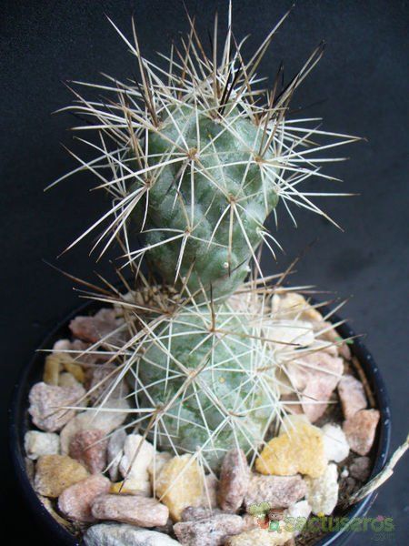 Una foto de Tephrocactus alexanderi
