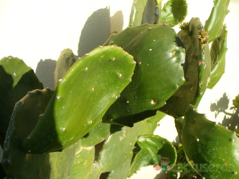 Una foto de Opuntia undulata