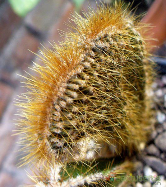 A photo of Cereus peruvianus fma. crestada