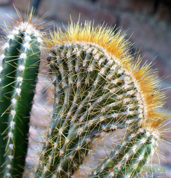 A photo of Cereus peruvianus fma. crestada