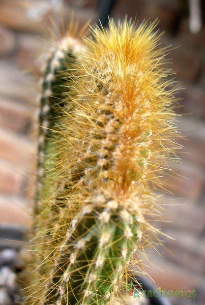 A photo of Cereus peruvianus fma. crestada