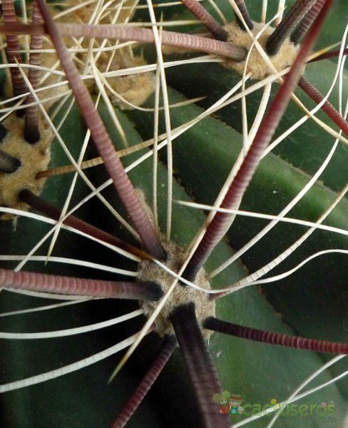 Una foto de Ferocactus peninsulae var. santa-maria