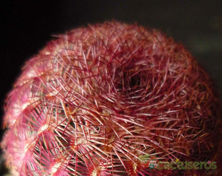 Una foto de Echinocereus rigidissimus ssp. rubispinus