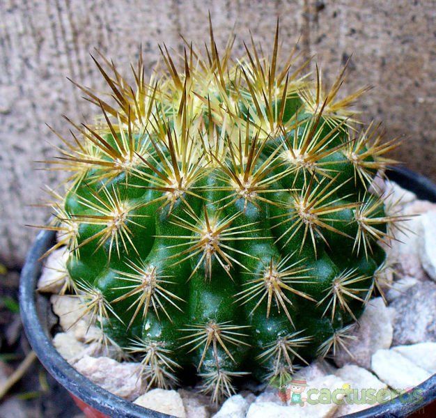 A photo of Eriosyce subgibbosa