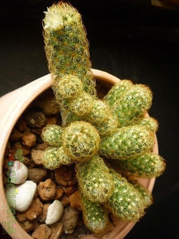 A photo of Mammillaria elongata