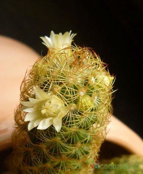 A photo of Mammillaria elongata