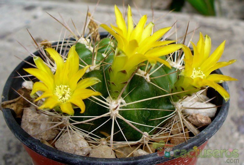 A photo of Weingartia neocumingii