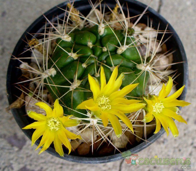 A photo of Weingartia neocumingii