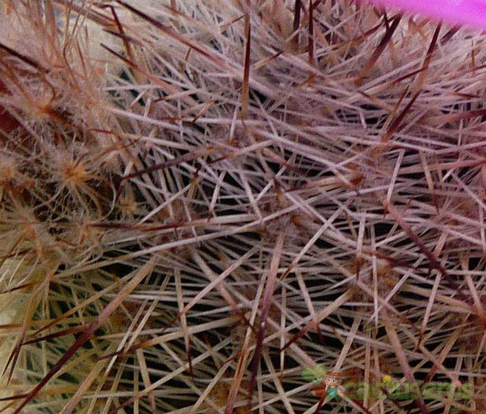 Una foto de Echinocereus laui
