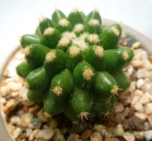 Una foto de Echinocactus grusonii fma. inermis