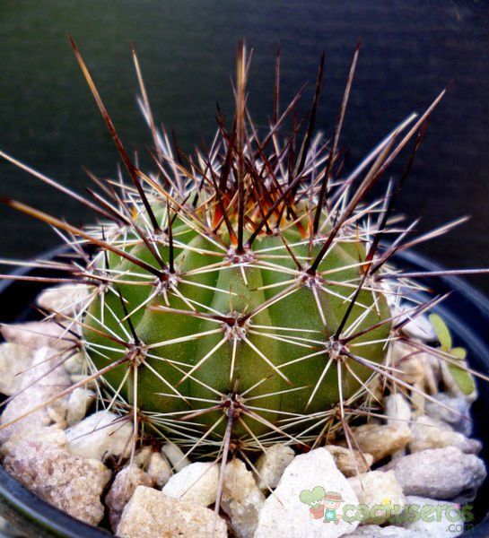 Una foto de Echinopsis aurea