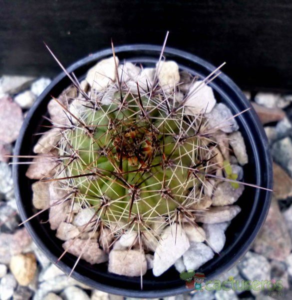 Una foto de Echinopsis aurea