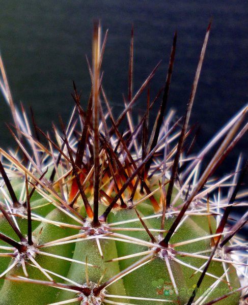 Una foto de Echinopsis aurea
