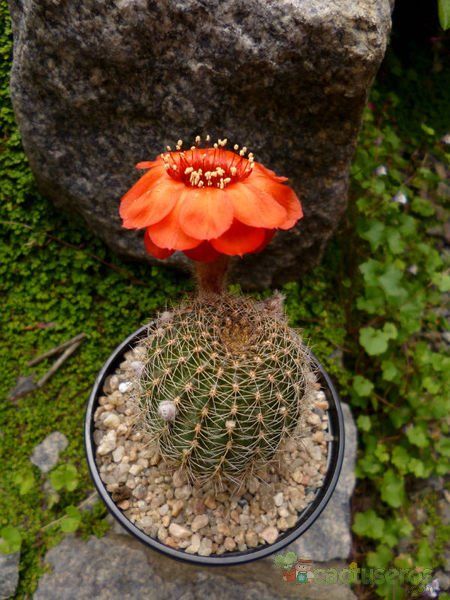Una foto de Echinopsis saltensis