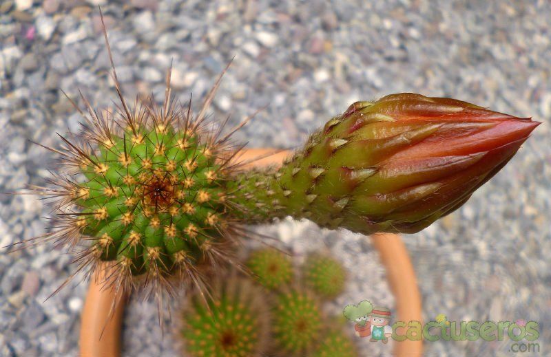 A photo of Echinopsis huascha