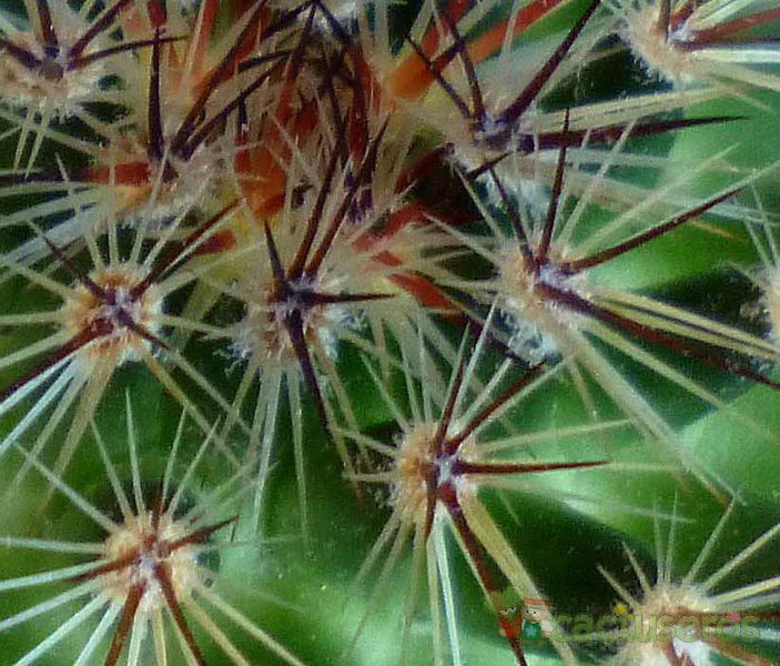 Una foto de Mammillaria discolor