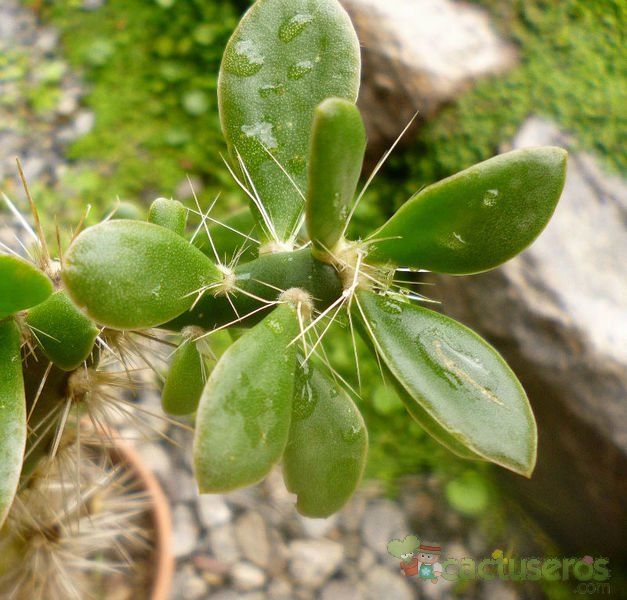 A photo of Quiabentia verticillata