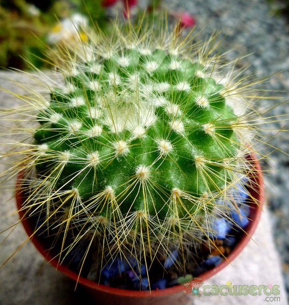 Una foto de Parodia chrysacanthion