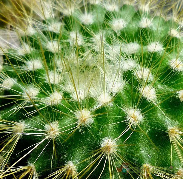 Una foto de Parodia chrysacanthion