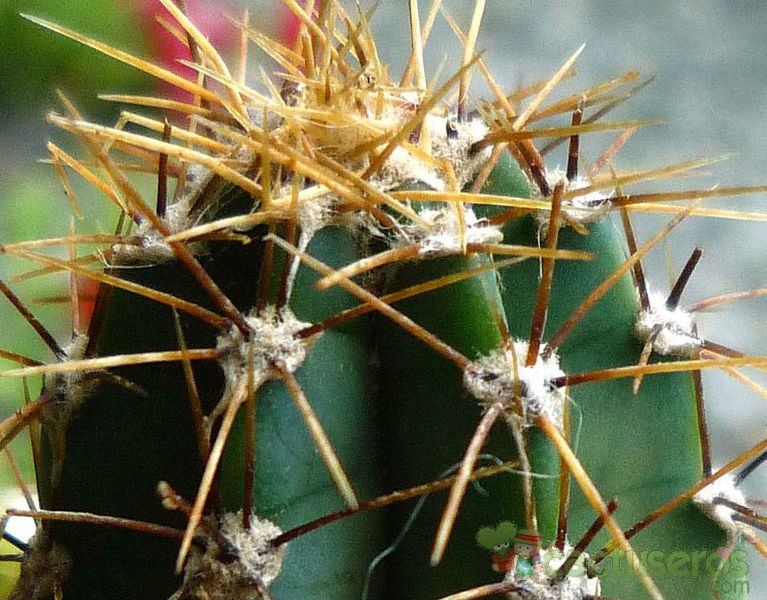 A photo of Cereus forbesii