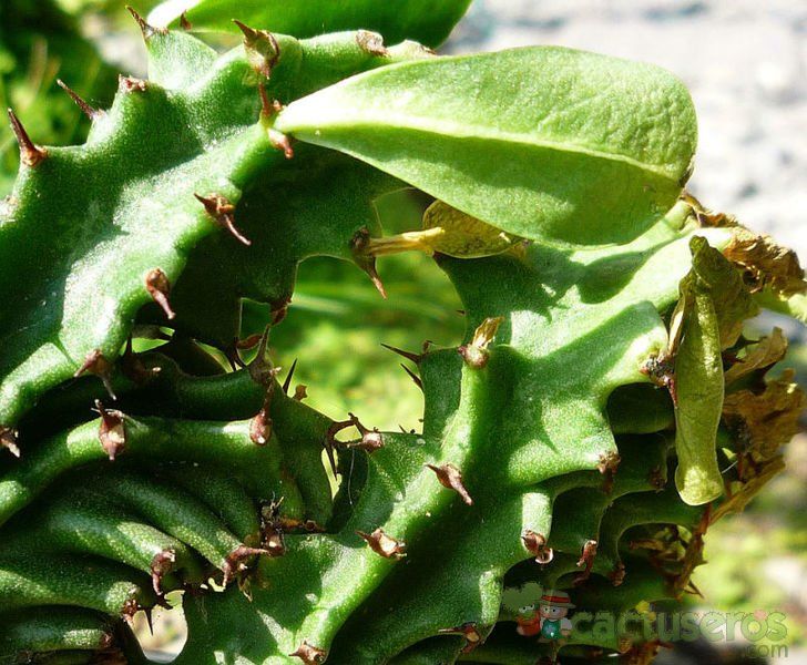 Una foto de Euphorbia abyssinica fma. crestada