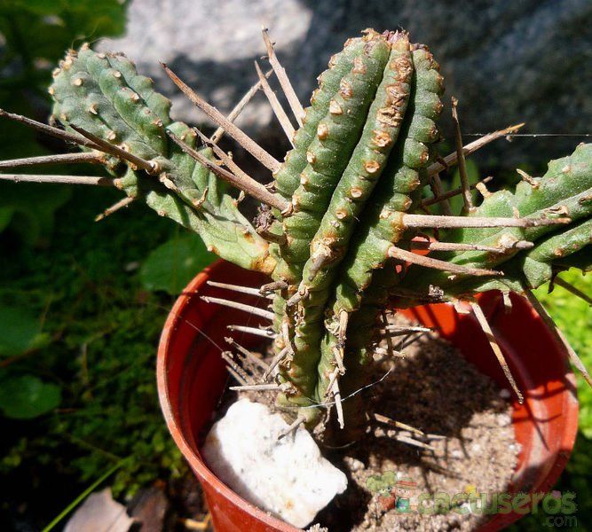 A photo of Euphorbia submamillaris
