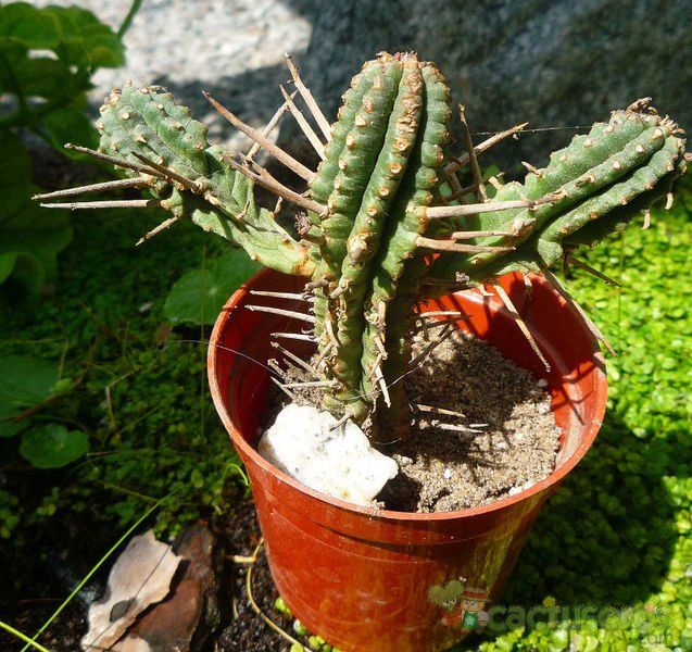A photo of Euphorbia submamillaris