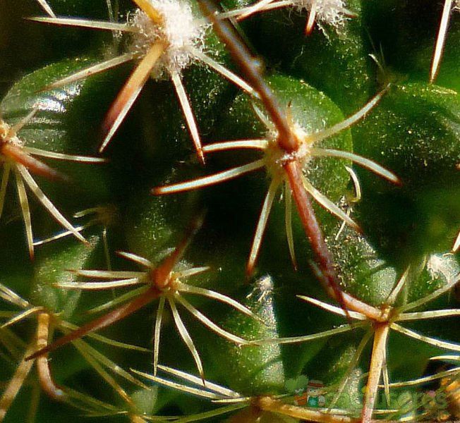 Una foto de Mammillaria mystax