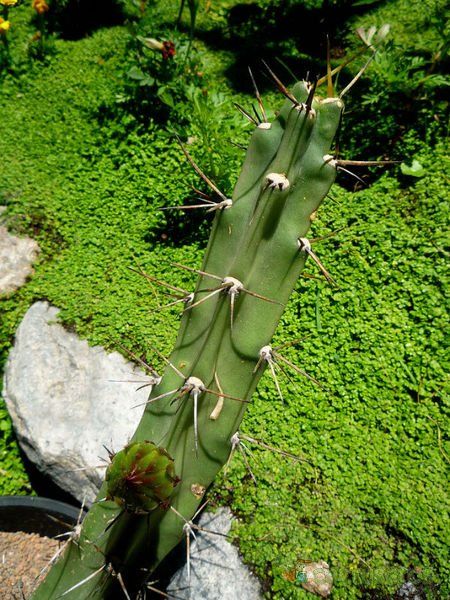 A photo of Harrisia pomanensis