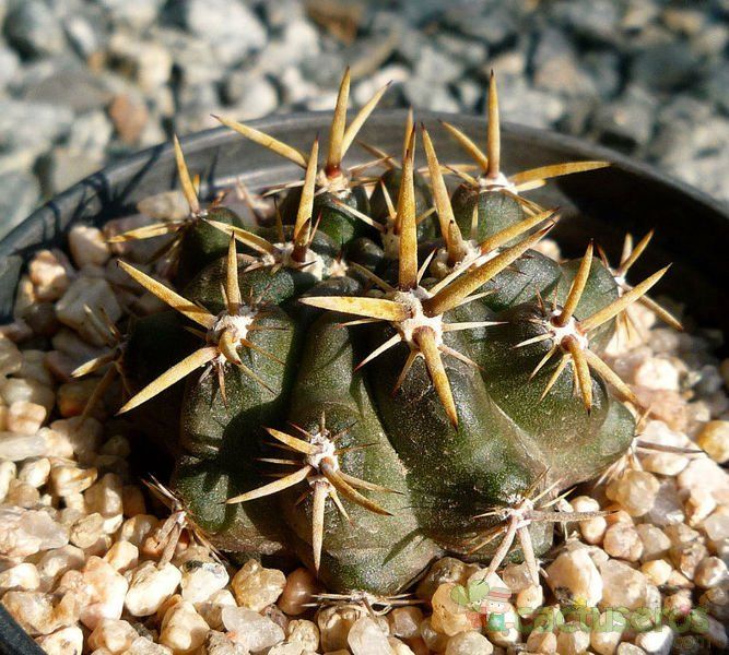 A photo of Eriosyce curvispina
