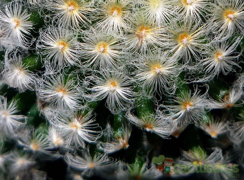 Una foto de Mammillaria schiedeana
