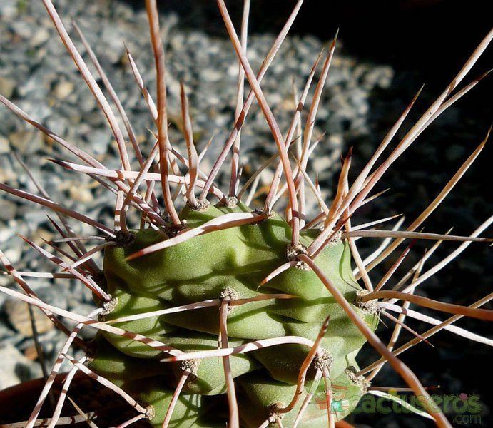 Una foto de Opuntia sulphurea