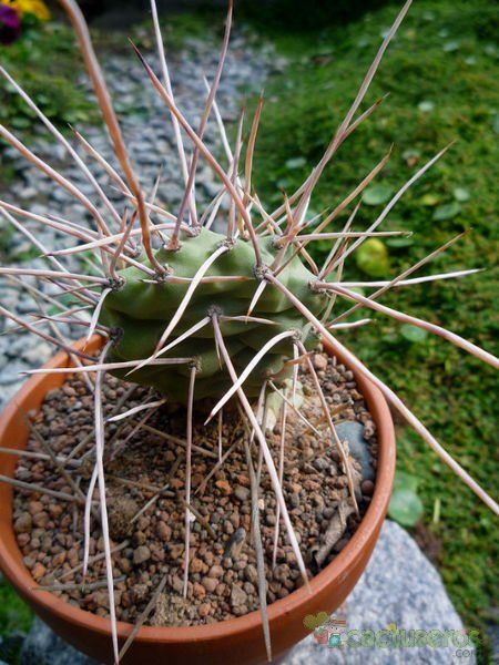 Una foto de Opuntia sulphurea
