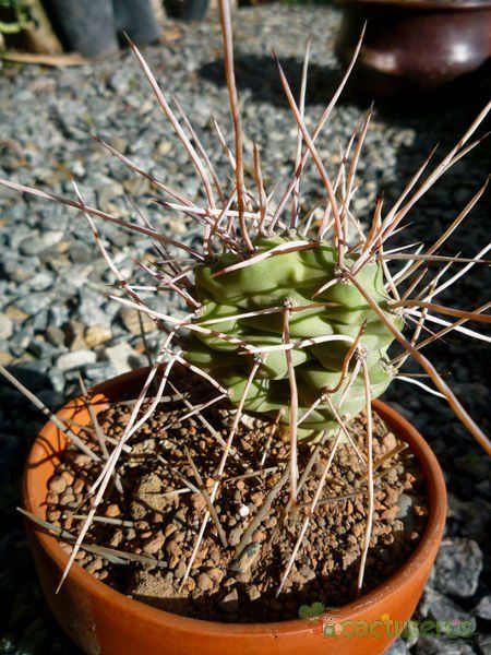 Una foto de Opuntia sulphurea