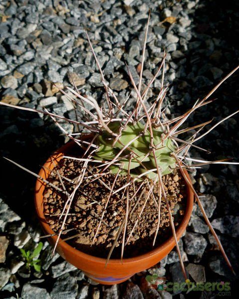 Una foto de Opuntia sulphurea