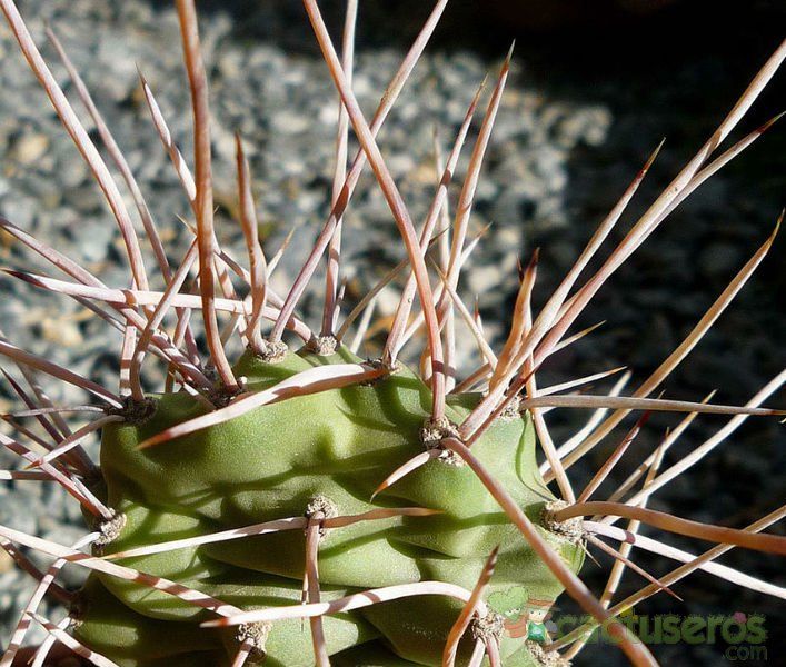 Una foto de Opuntia sulphurea