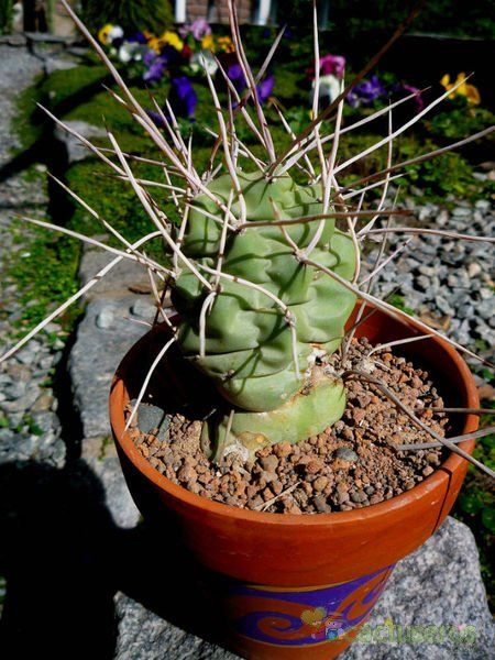 Una foto de Opuntia sulphurea