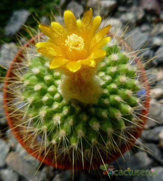 Una foto de Parodia chrysacanthion