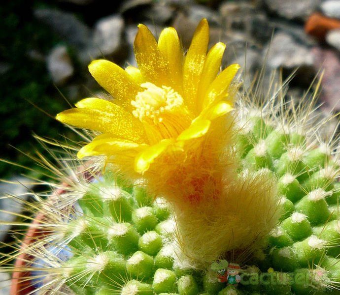 Una foto de Parodia chrysacanthion
