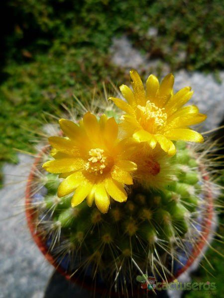 Una foto de Parodia chrysacanthion