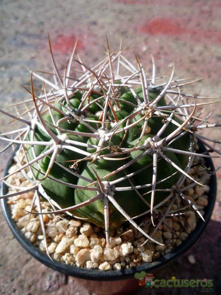Una foto de Gymnocalycium castellanosii