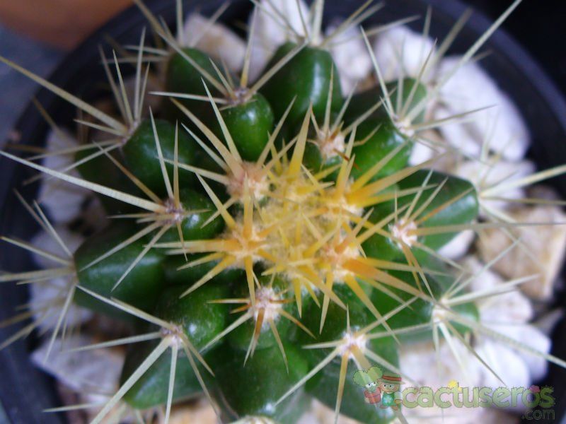 Una foto de Echinocactus grusonii