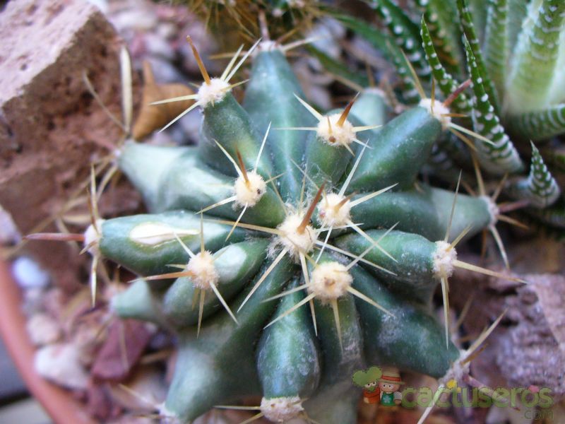 A photo of Ferocactus wislizeni