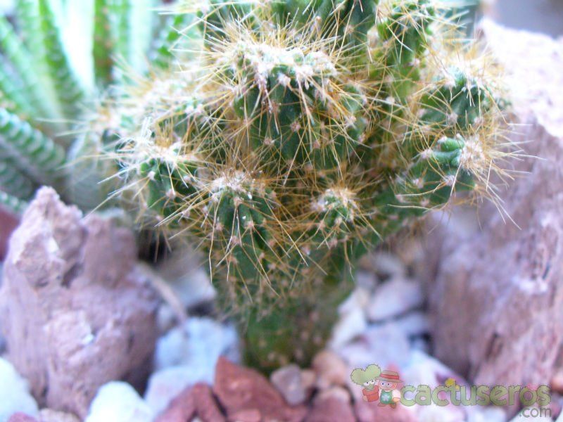Una foto de Cereus peruvianus fma. monstruosa